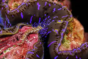Nudibranch Prints: Blue dragon nudibranch (Pteraeolidia ianthina) looking over mantle of a Giant tridacna clam (Tridacna gigas)