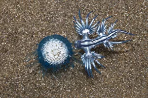 Predation Gallery: Blue dragon seaslug (Glaucus atlanticus) with Blue button hydroid colony (Porpita porpita