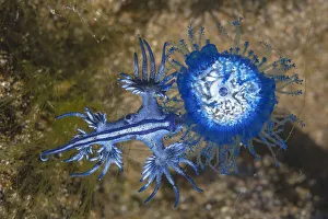 Blue dragon seaslug (Glaucus atlanticus) feeding on Blue button hydroid colony