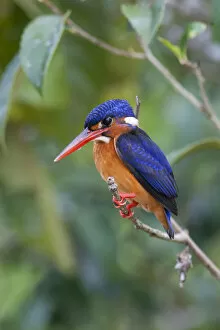 Alcedo Gallery: Blue-eared kingfisher (Alcedo meninting) Sabah, Malaysia