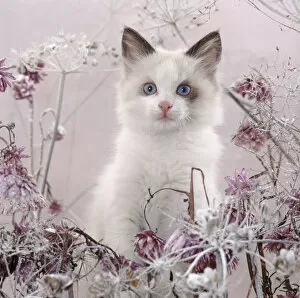 Apiales Gallery: Blue-eyed bicolour ragdoll-cross kitten, Fergus, among frosty everlasting daisies