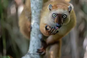 Blue-eyed black lemur (Eulemur flavifrons) female, licking its fingers after eating wild fruit, Ambalavao Forest, south of Maromandia, Madagascar. Critically endangered