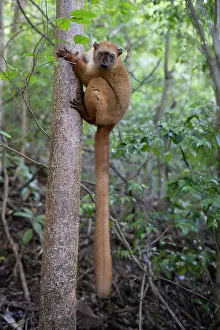 Brown Lemurs Prints: Blue-eyed black lemur (Eulemur flavifrons) female