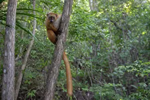 Brown Lemurs Prints: Blue-eyed black lemur (Eulemur flavifrons) female