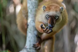 Brown Lemurs Prints: Blue-eyed black lemur (Eulemur flavifrons) female