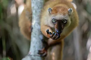 Brown Lemurs Prints: Blue-eyed black lemur (Eulemur flavifrons) female