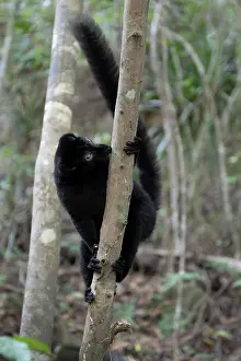 Using Senses Prints: Blue-eyed black lemur (Eulemur flavifrons) male