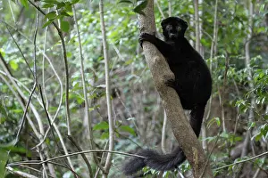Blue-eyed black lemur (Eulemur flavifrons) male, climbing in tree, Ambalavao Forest, south of Maromandia, Madagascar. Critically endangered