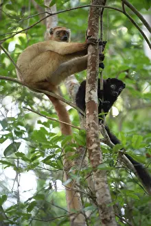 Brown Lemurs Prints: Blue-eyed black lemur (Eulemur flavifrons) pair