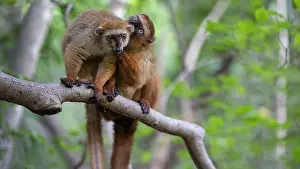 Brown Lemurs Prints: Two Blue-eyed black lemurs (Eulemur flavifrons) female