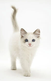 2015 Highlights Collection: Blue-eyed Ragdoll kitten walking forward, against white background