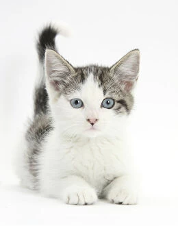 Juveniles Gallery: Blue eyed tabby and white Siberian cross kitten, age 13 weeks