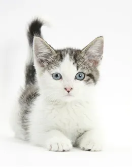 Images Dated 10th June 2014: Blue eyed tabby and white Siberian cross kitten, age 13 weeks