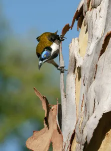 Blue-faced honeyeater (Entomyzon cyanotis) perched on bark. Nitmiluk National Park