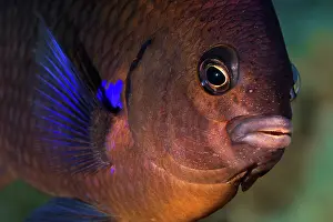 Dameselfishes Prints: Blue-fin damselfish (Abudefduf luridus) head portrait