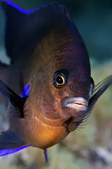 Dameselfishes Prints: Blue-fin damselfish (Abudefduf luridus) portrait, Tenerife, Canary Islands, Atlantic Ocean