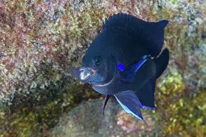 Dameselfishes Prints: Blue-fin damselfish (Abudefduf luridus) portrait, Tenerife, Canary Islands, Atlantic Ocean