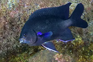 Dameselfishes Prints: Blue-fin damselfish (Abudefduf luridus) portrait, Tenerife, Canary Islands, Atlantic Ocean