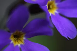 Images Dated 24th June 2008: Blue flowers (Primula sp) Mount Cheget, Caucasus, Russia, June 2008