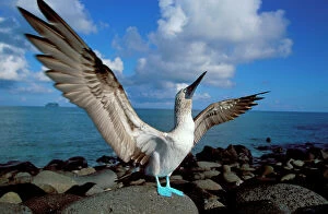 Wings Gallery: Blue footed booby displaying {Sula nebouxii} Galapagos