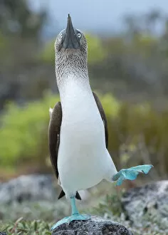Images Dated 13th February 2015: Blue-footed booby (Sula nebouxii) dancing courtship display, Santa Cruz Island
