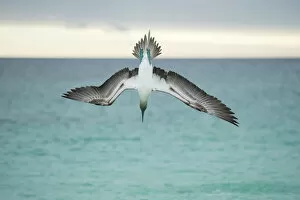 Images Dated 13th February 2015: Blue-footed booby (Sula nebouxii) plunge-diving at high speed, San Cristobal Island