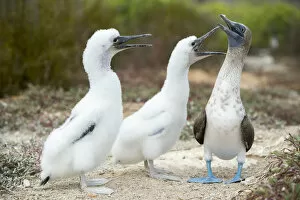 Images Dated 13th February 2015: Blue-footed booby (Sula nebouxii) with chicks begging for food, Santa Cruz Island