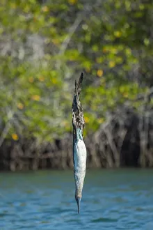 Blue-footed booby (Sula nebouxii), diving, Santa Cruz Island, Galapagos Islands