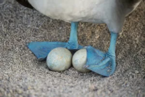 Animal Feet Gallery: Blue-footed booby (Sula nebouxii), incubating eggs with webbed feet, Seymour Island