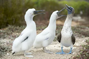 Blue-footed booby (Sula nebouxii) with chicks begging for food, Santa Cruz Island