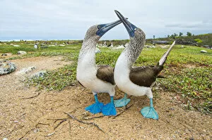 Behavioural Gallery: Blue-footed booby (Sula nebouxii) courting pair, South coast, Santa Cruz Island