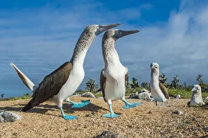 Images Dated 2nd June 2020: Blue-footed Booby (Sula nebouxii) courting pair, South coast, Santa Cruz Island