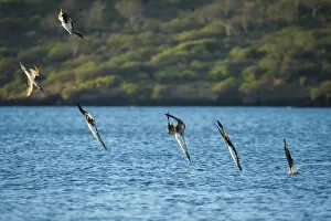 Blue-footed booby (Sula nebouxii), six diving into sea. Espumilla Beach, Santiago Island, Galapagos