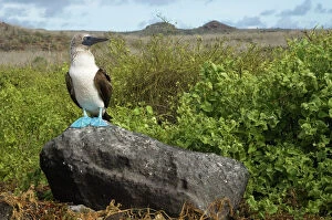 Weird and Ugly Creatures Gallery: Blue-footed booby (Sula nebouxii excisa) standing on a rock, Punta Cevallos, Espaola / Hood Island