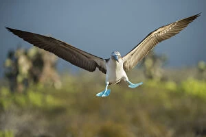 Animal Feet Gallery: Blue-footed booby (Sula nebouxii) landing, Santa Cruz Island, Galapagos, Ecuador