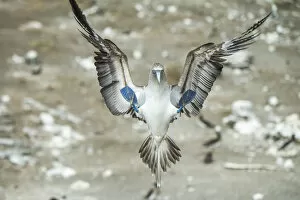 Images Dated 30th January 2019: Blue-footed booby (Sula nebouxii) landing. Punta Vicente Roca, Isabela Island, Galapagos