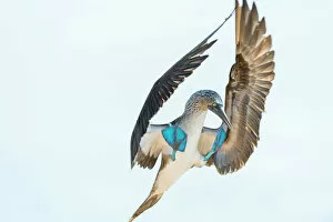 Tui De Roy - A Lifetime in Galapagos Gallery: Blue-footed booby (Sula nebouxii) landing, South coast, Santa Cruz Island, Galapagos