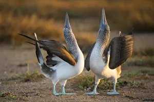Blue-footed booby (Sula nebouxii) pair in courtship display, Santa Cruz Island, Galapagos