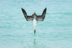 Blue-footed booby (Sula nebouxii) plunge-diving at high speed, San Cristobal Island