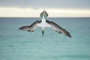 Blue-footed booby (Sula nebouxii) plunge-diving at high speed, San Cristobal Island