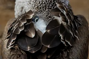 Plumage Prints: Blue-footed booby (Sula nebouxii) resting with its head among its feathers