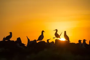Blue-footed booby (Sula nebouxii) silhouetted colony at sunset, Cape Douglas