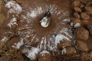 Sula Nebouxii Prints: Blue-footed booby (Sula nebouxii) sitting on its guano nest