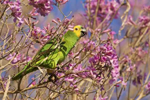 Blue-fronted parrot (Amazona aestiva) feeding on Tabebuia (Tabebuia sp. ) flowers, Pocone, Brazil
