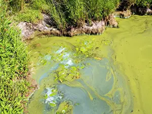 Climate Change Prints: Blue green algae (Cyanobacteria)