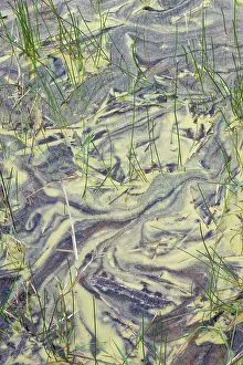 Bacterium Prints: Blue-green algae (Cyanobacteria) blooming in the waters of a coastal lagoon suggesting nutrient enrichment