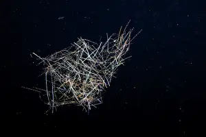 Blue-green pelagic cyanobacteria (Trichodesmium sp.) also known as cyanophyta and "sea sawdust". Cyanobacteria are bacteria that obtain their energy through photosynthesis