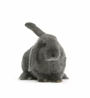 Mark Taylor Gallery: Blue-grey floppy-eared rabbit, against white background