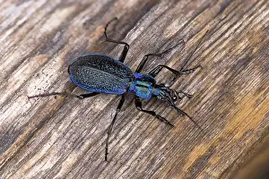 Rhinotia Prints: Blue ground beetle (Carabus Intricatus) portrait, Switzerland. August. Focus stacked