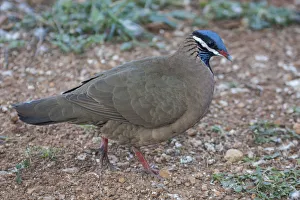 Blue-headed quail-dove (Starnoenas cyanocephala) profile, Cuba. Endangered species